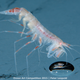 Illustration for article titled These Photos Show the Alien Beauty of Life Underwater